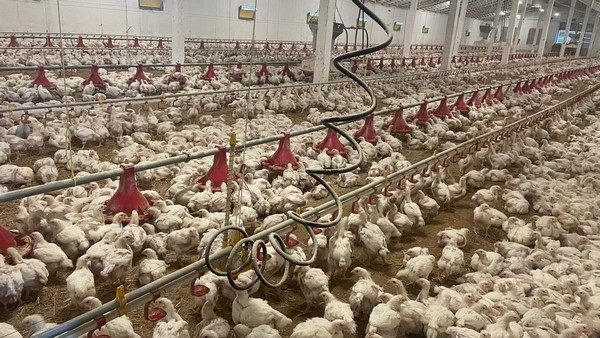 Лізингоодержувачі Львівської області отримали на умовах фінансового лізингу обладнання для пташників.